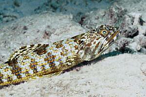 Pesce lucertola della sabbia (Synodus intermedius)