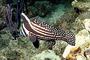 Pesce tamburo maculato (Equetus punctatus)