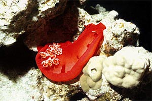 Ballerina spagnola (Hexabranchus sanguineus)