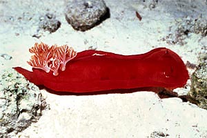 Ballerina spagnola (Hexabranchus sanguineus)