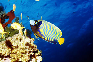 Pesce angelo imperatore (Pomacanthus imperator)
