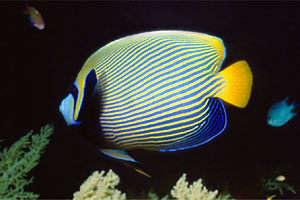 Pesce angelo imperatore (Pomacanthus imperator)