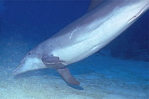 Tursiope (Tursiops truncatus)