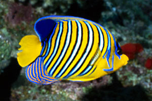 Pesce angelo (Pygoplites diacanthus)
