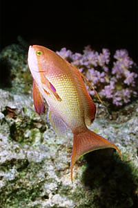 Castagnola  tropicale (Pseudanthias squamipinnis)