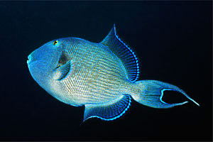 Pesce balestra (Pseudobalistes fuscus)