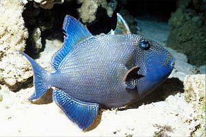 Pesce balestra (Pseudobalistes fuscus)