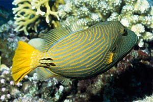 Pesce balestra striato (Balistapus undulatus)