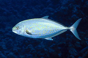 Carango dorato (Carangoides bajad)