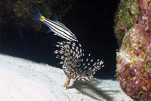 Pesce cardinale pentastriato (Cheilodipterus quinquelineatus)