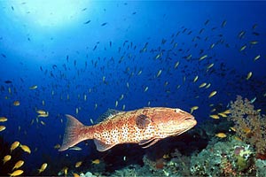 Cernia tropicale maculata (Plectropomus pessuliferus)