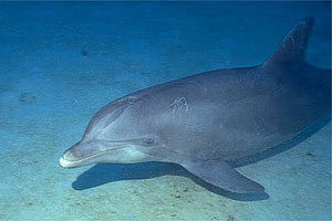 Tursiope (Tursiops truncatus)