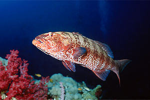 Cernia tropicale maculata (Plectropomus pessuliferus)