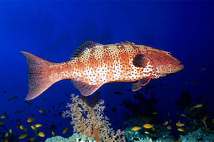 Cernia tropicale maculata (Plectropomus pessuliferus)