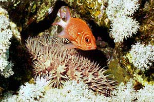 Stella corona di spine (Acanthaster planci)