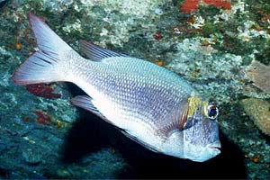 Letrinide dagli occhi grandi (Monotaxis grandoculis)