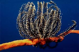 Crinoide bianco e nero (Nemaster grandis)