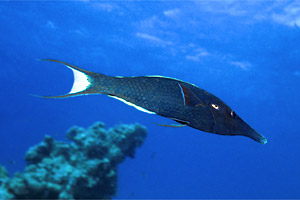 Labride uccello (Gomphosus caeruleus)