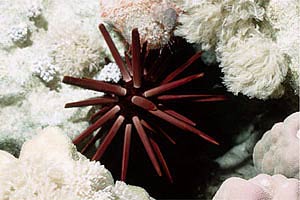 Riccio matita ardesia (Heterocentrotus mammillatus)