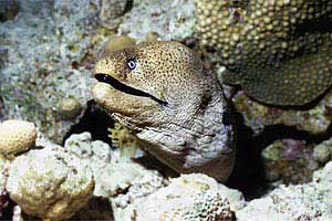 Murena gigante (Gymnothorax javanicus)