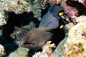 Murena gigante (Gymnothorax javanicus)