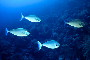 Pesce unicorno liscio (Naso hexacanthus)