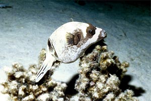 Pesce palla mascherato (Arothron diadematus)