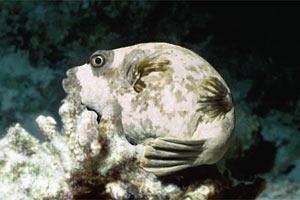 Pesce palla mascherato (Arothron diadematus)
