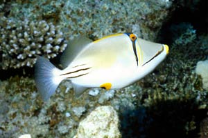 Pesce picasso (Rhinecanthus assasi)