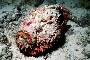 Pesce pietra (Synanceia verrucosa)