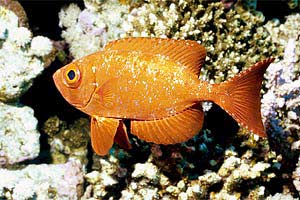 Pesce occhio grosso (Priacanthus hamrur)