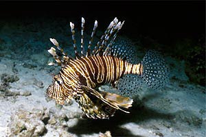 Pesce cobra (Pterois miles)