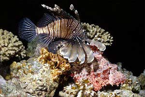 Pesce cobra (Pterois miles)