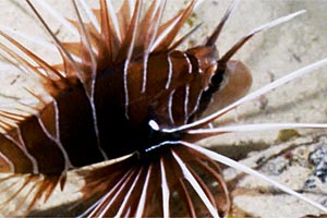 Pesce cobra (Pterois radiata)