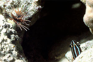 Pesce cobra (Pterois radiata)