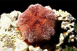 Riccio velenoso (Asthenosoma varium)