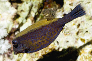 Pesce scatola a coda blu (Ostracion cyanurus)