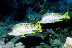 Gaterino tropicale (Plectorhinchus gaterinus)