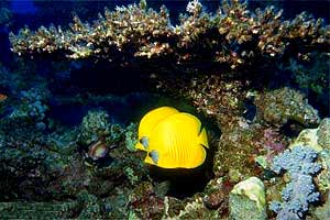 Pesce farfalla semimascherato (Chaetodon semilarvatus)