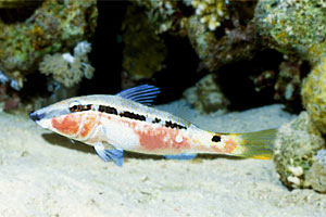 Triglia di Forsskal (Parupeneus forsskali)