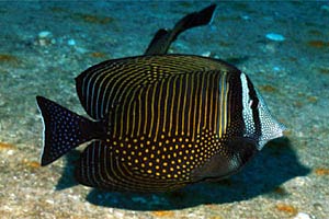 Pesce chirurgo zebra (Zebrasoma desjardinii)