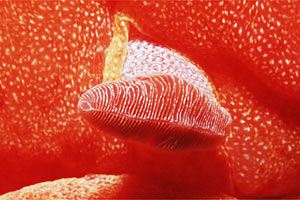 Ballerina spagnola (Hexabranchus sanguineus)