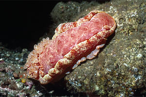 Ballerina spagnola (Hexabranchus sanguineus)