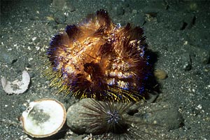 Riccio velenoso (Asthenosoma varium)