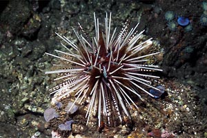 Riccio calamaro (Echinothrix calamaris)