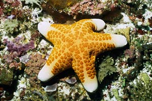 Stella cuscino (Choriaster granulatus)