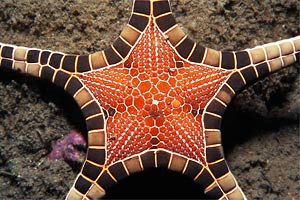 Stella marina (Iconaster longimanus)