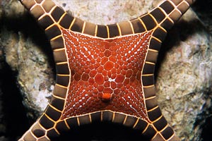 Stella marina (Iconaster longimanus)