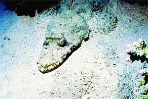 Pesce coccodrillo (Papilloculiceps longiceps)