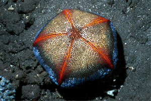 Stella marina (n.d. n.d.)